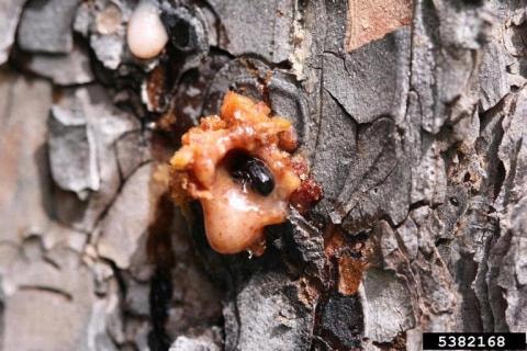 Beetle Infestation Removal